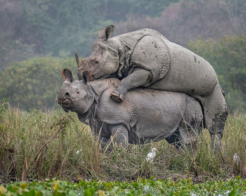 Abhijeet Kumar Banerjee Rhino Mating 2
