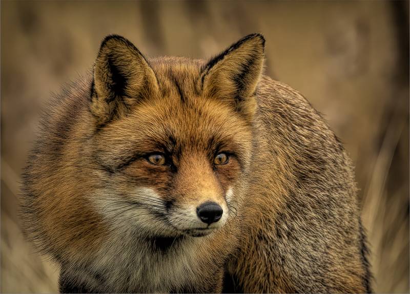 jennifer margaret webster stare from a red fox