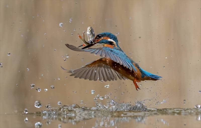 Precision Fishing From A Kingfisher, Webster  Jennifer Margaret , England