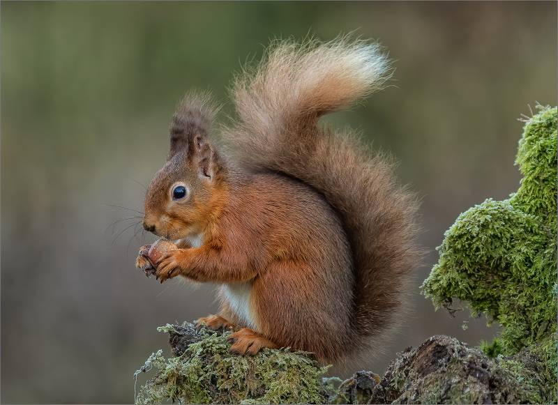 Red Squirrel Eating On A Frosty Mor, Webster  Jennifer Margaret , England