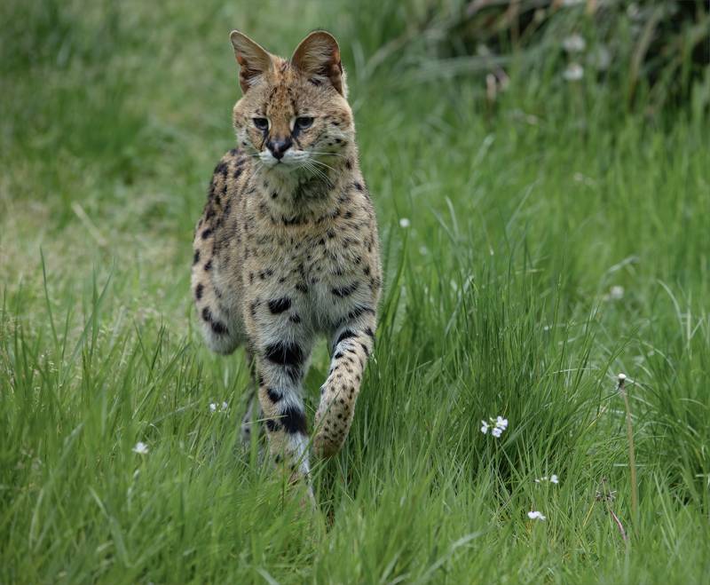 Serval Cat Hunting, Webster  Jennifer Margaret , England