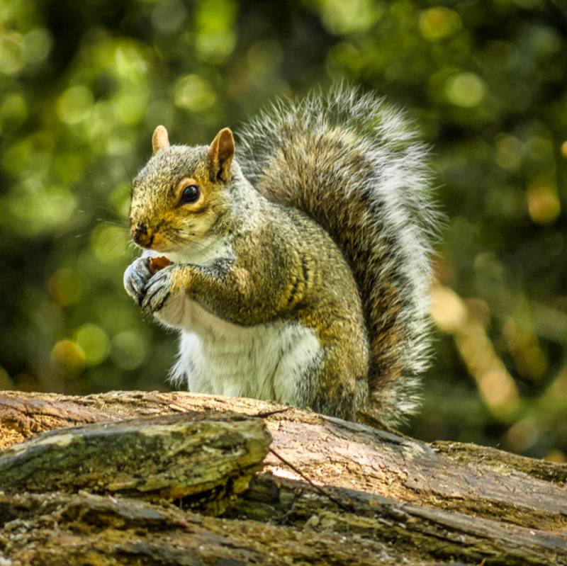 Grey Squirrel Lunch Break, Sanders  Tim , England