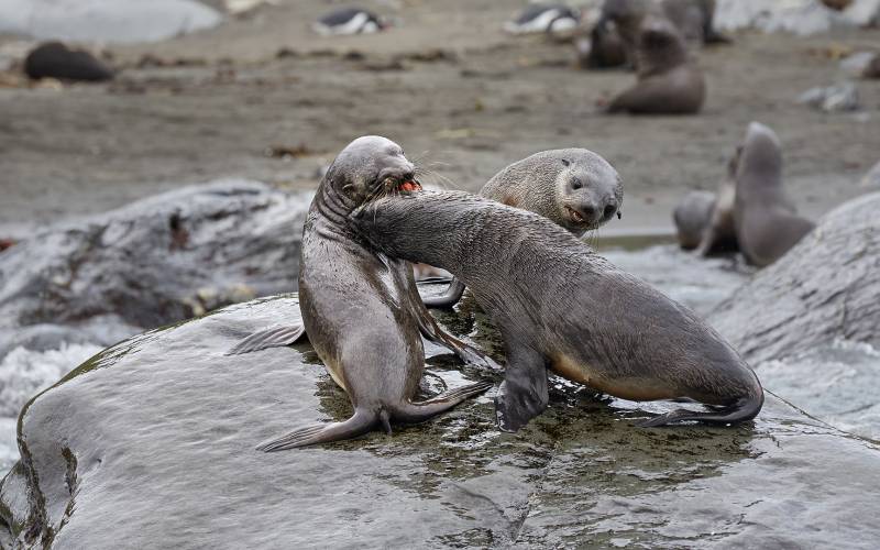 Antarctic Fur Seal 1, Cheung  Sinkai , Australia
