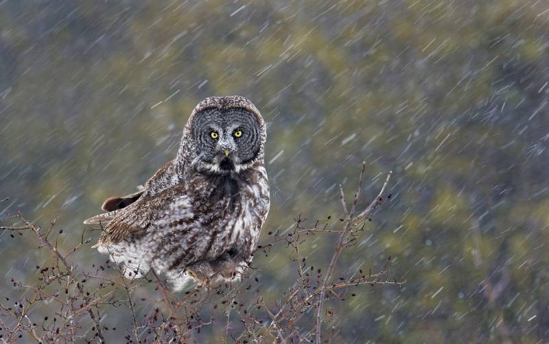 Great Gray Owl In Snow Storm, Chan  Tin Sang , Canada