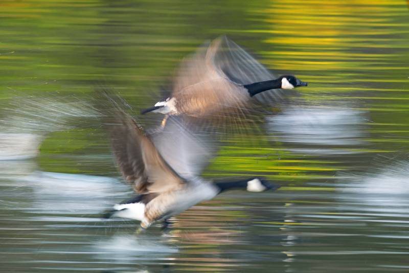 Canada Geese Taking Off 06, Luo  Robin , Canada