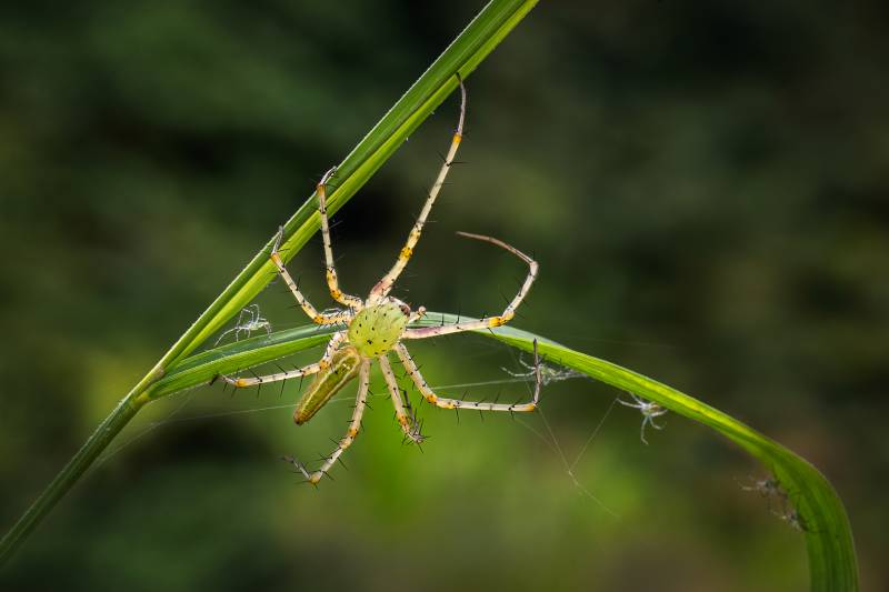 Green Cat Spider 7, Chang  Jen-chieh , Taiwan