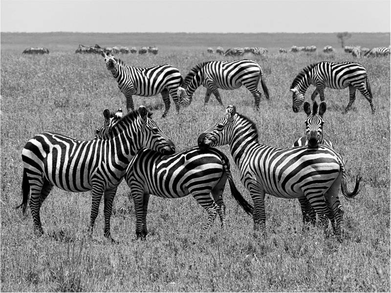 Zebra Crossing In Serengeti, Schmidt  Barbara , Germany
