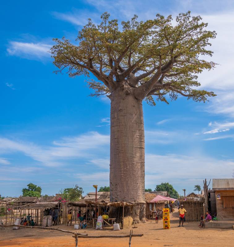 Village Below Baobab, Kleindienst  Valerie , Australia