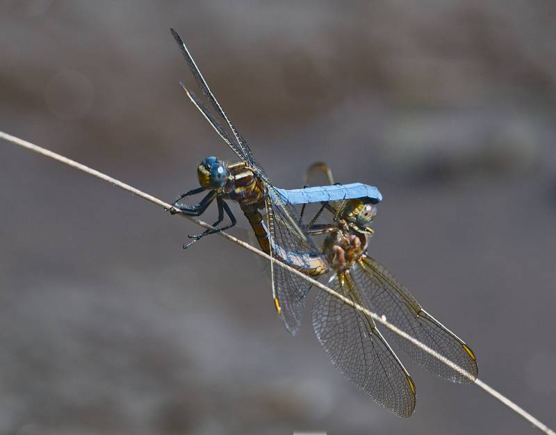 Keeled Skimmers Coupling, Whitty  Chris , England