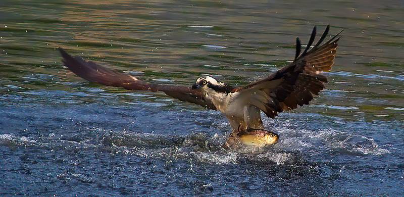 Osprey With Fish Five, Burke  Charles , Usa