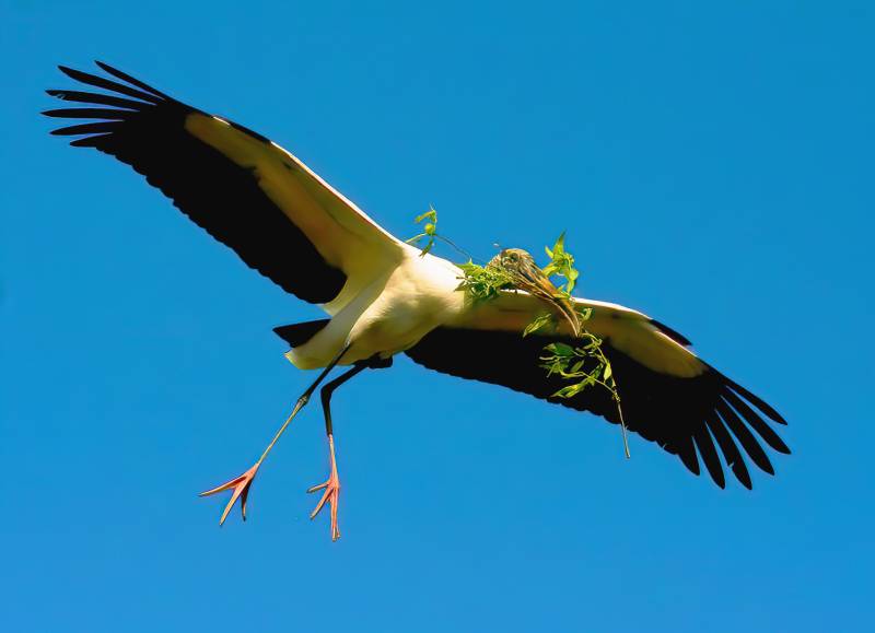 Flying Wood Stork With Branch, Burke  Charles , Usa