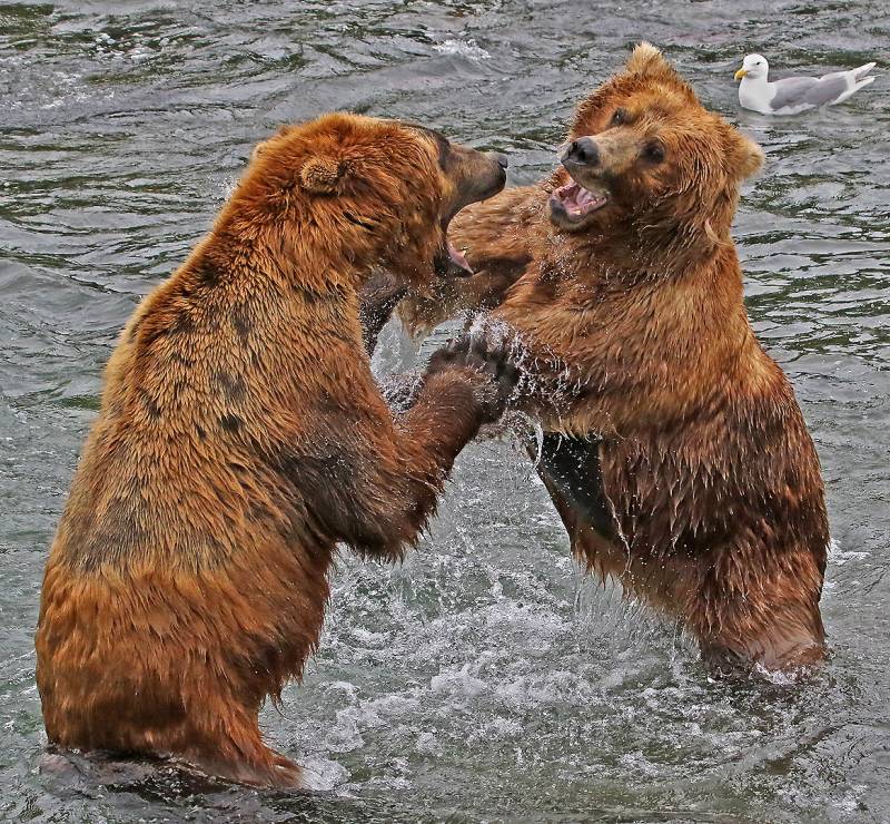 Bears Fight In River 0825, Stricker  Charles , Usa