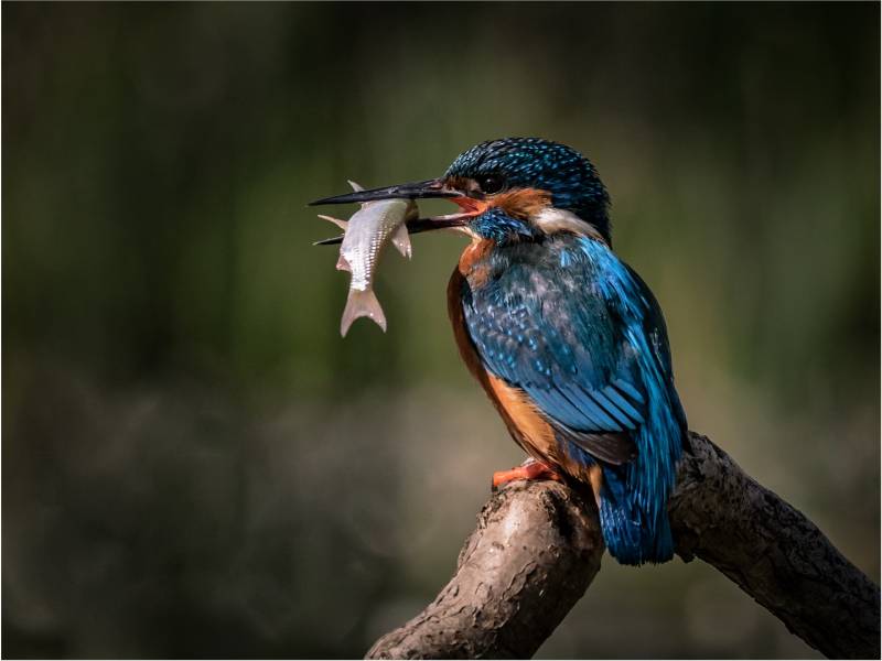 Kingfisher With The Prize, Bray  David , England