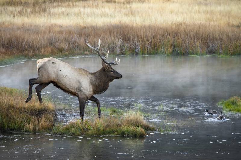 Elk Entering River, Schnelzer  Lisa , Usa