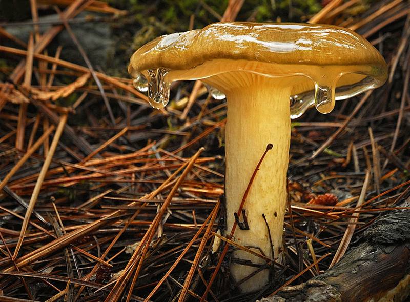 Mushroom, Schnelzer  Lisa , Usa