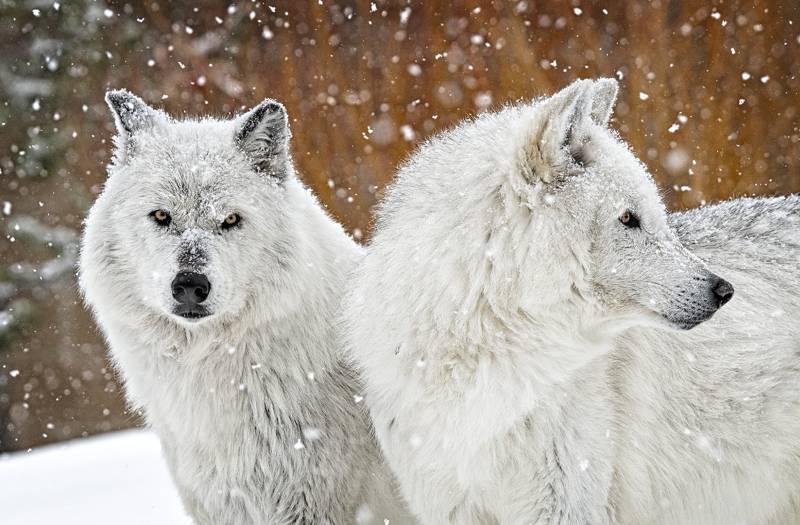 Two Wolves, Schnelzer  Lisa , Usa