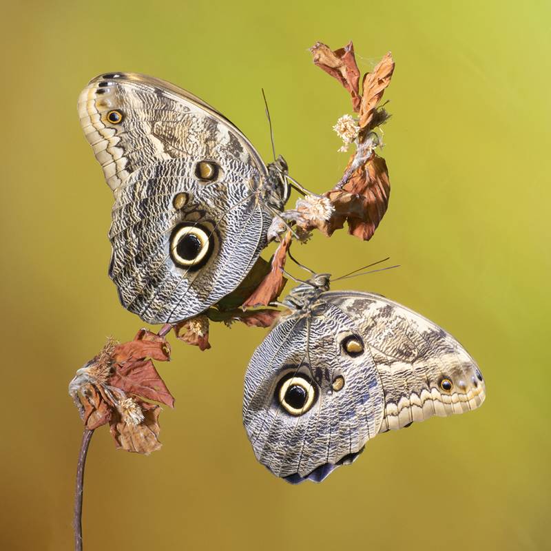 Two Owl Butterflies, Cork  Alan , England
