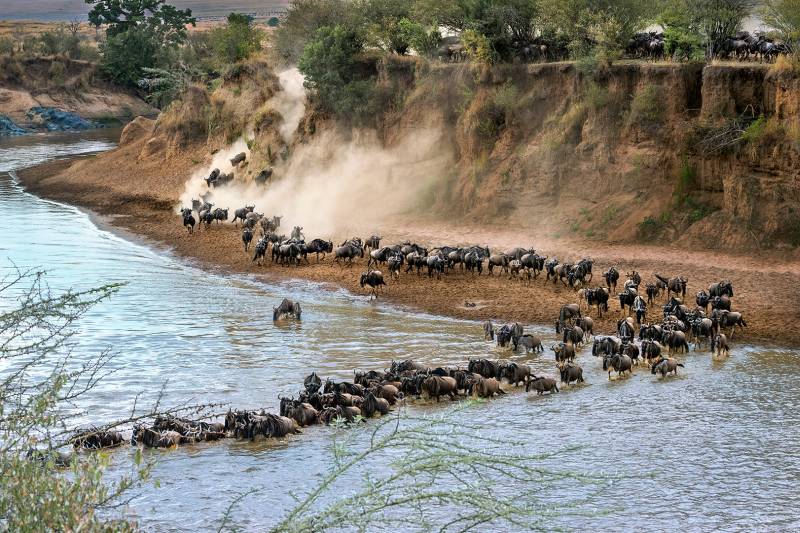 Wildebeest Crossing The River 4, Che  Arnaldo Paulo , Hong Kong