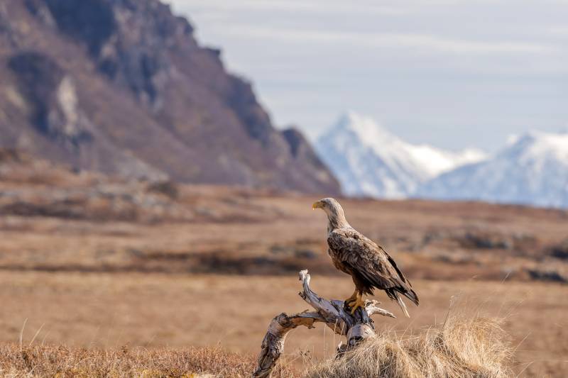 Eagle In Landscape, Jenssen  Oernulf , Norway