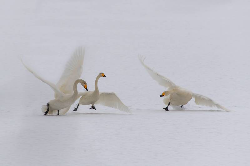 Swan, Jenssen  Oernulf , Norway