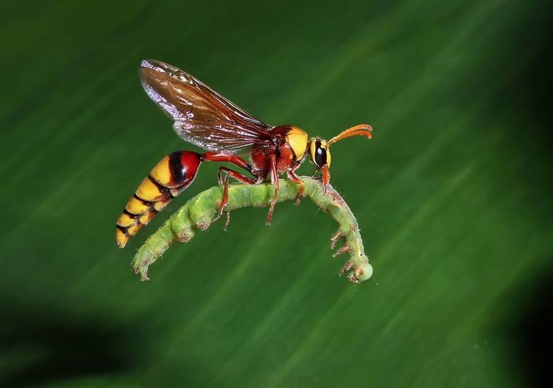 Wasp And Feed, Kumar  Ashok , India