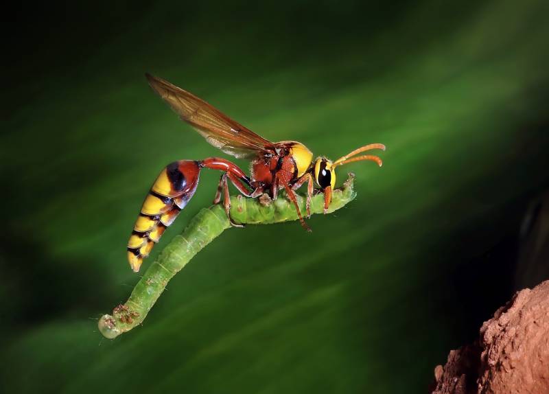 Wasp Carrying Larva, Kumar  Ashok , India