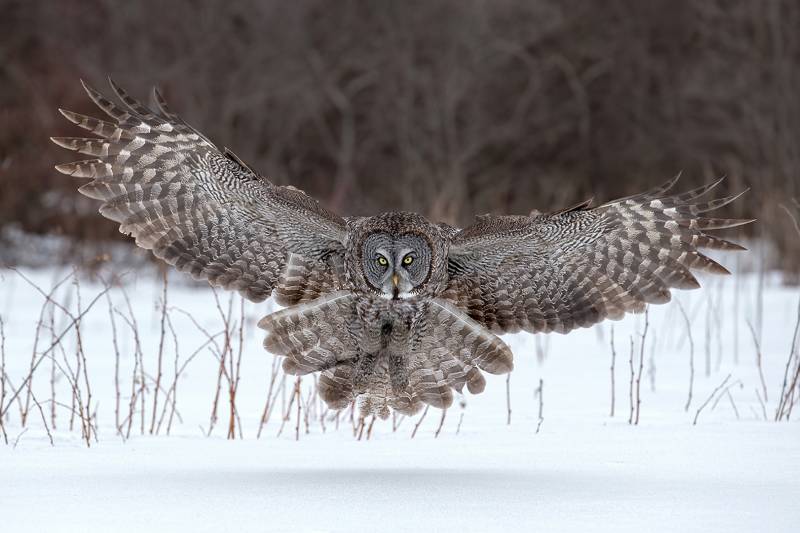 Great Gray Owl, Chan  Tin Sang , Canada