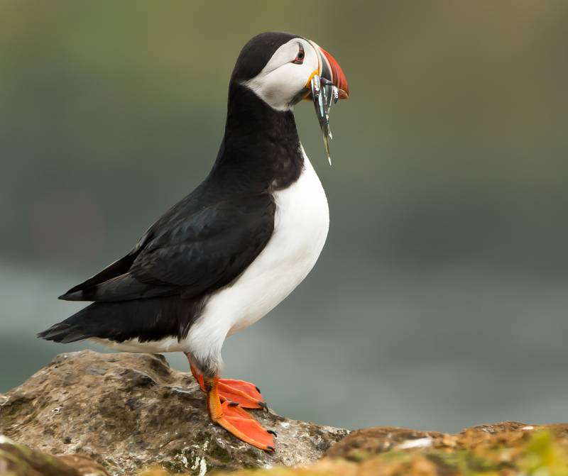 Atlantic Puffin On Rock 8, Riehle  Gunther , Germany