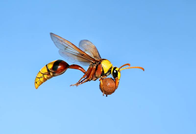 Nesting Wasp, Kumar  Ashok , India