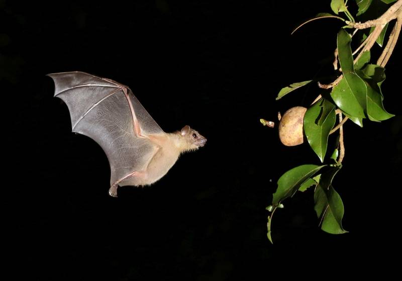 Bat Hunting The Fruit, Kumar  Ashok , India