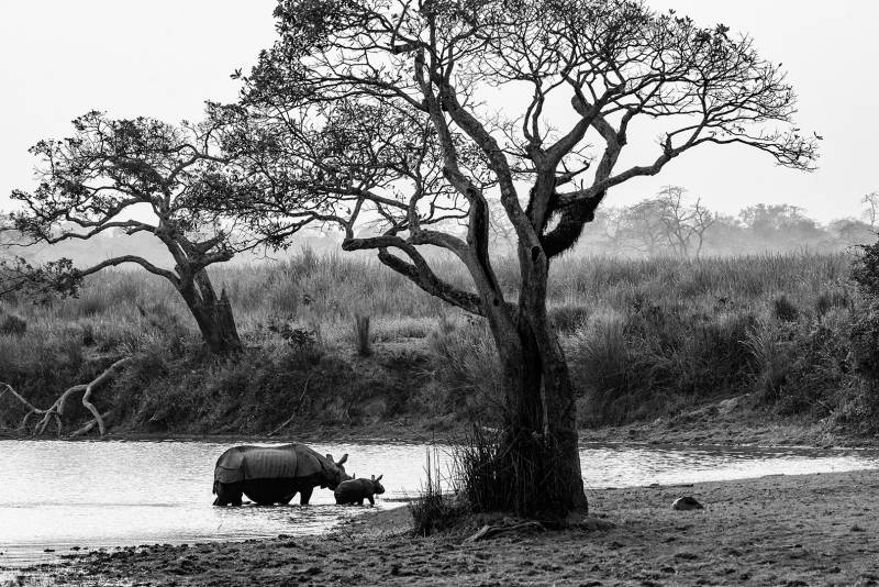Rhino At Khaziranga, K.m  Narayanaswamy , India