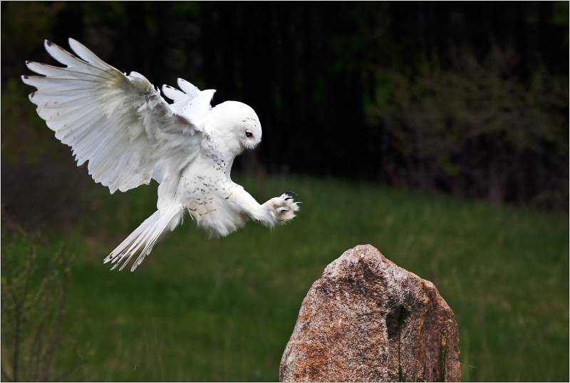 Snowy Owl Landing, Kramer  Irene , Usa