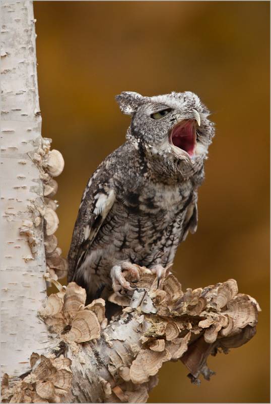 Yawning Screech Owl, Kramer  Irene , Usa