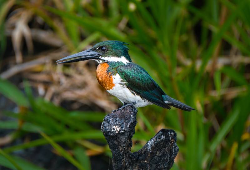 Male Amazon Kingfisher, Oconnell  Sue , England