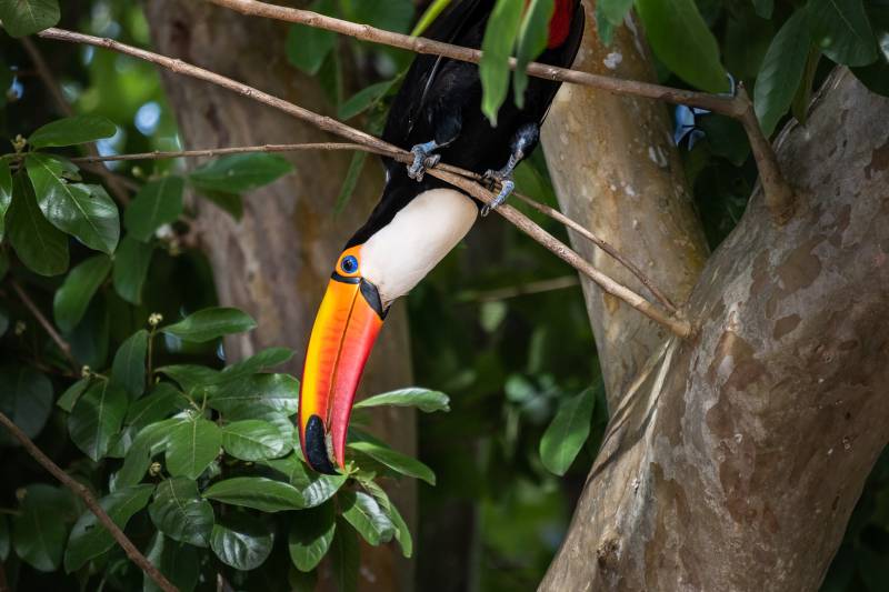 Toco Toucan In The Rainforest, Oconnell  Sue , England