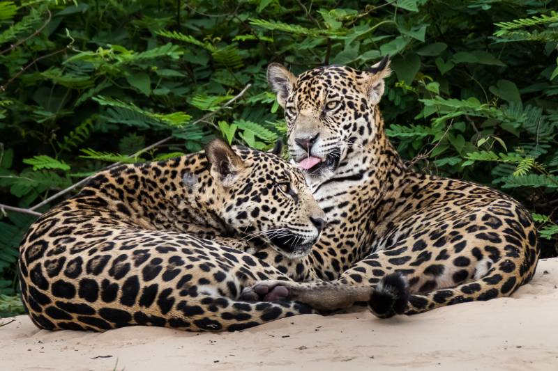 Brotherly Love Pantanal Jaguars, Oconnell  Sue , England