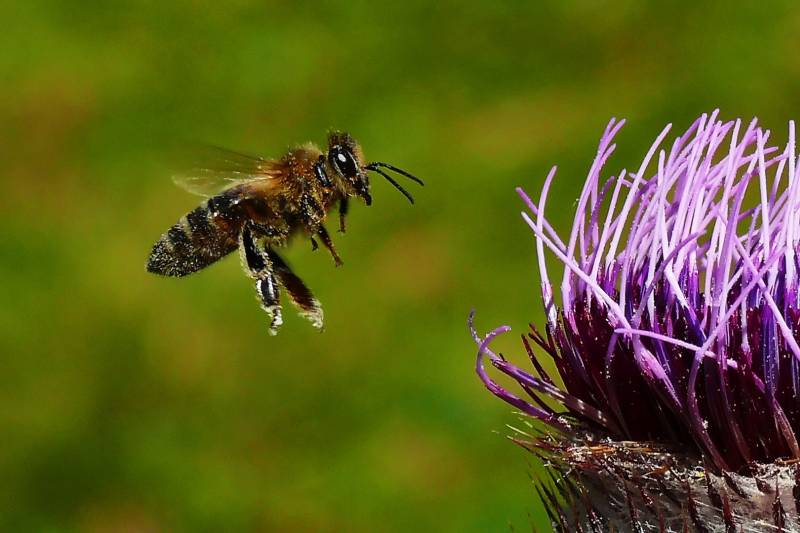 Bee Flying, Bricelj  Bogdan , Slovenia